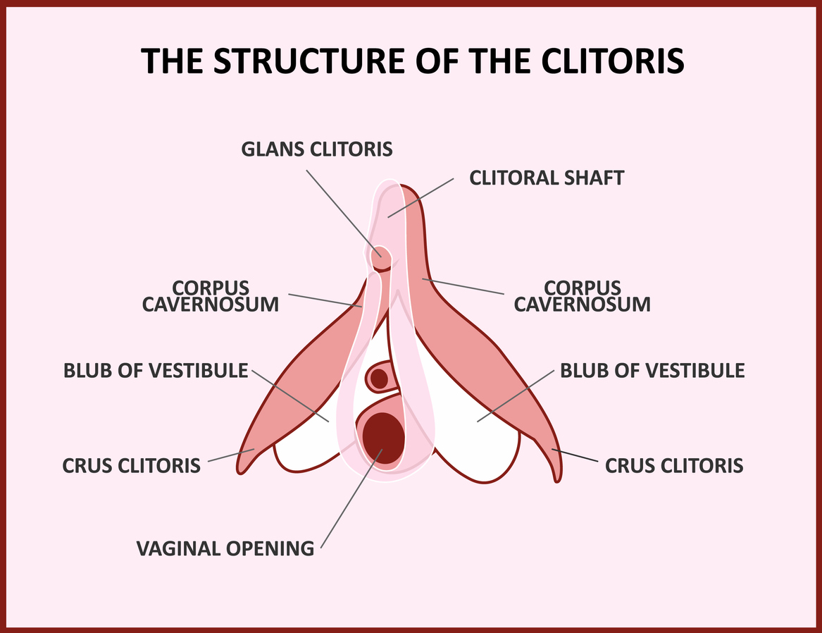 clitoris vaginal health